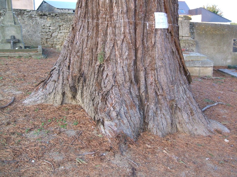Séquoia géant à Martigné Briand