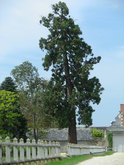 Séquoia géant à Martigné Briand