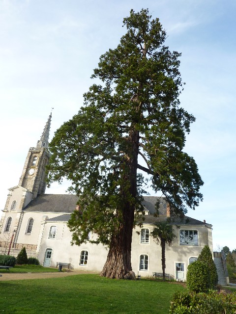 Séquoia géant à Mauves sur Loire