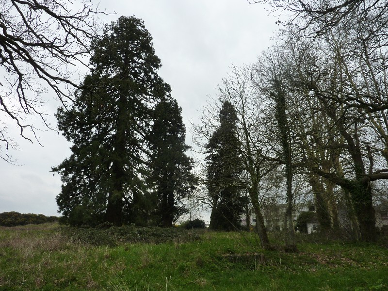 Séquoia géant et sempervirens