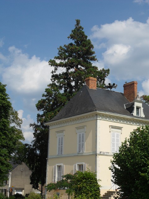 Séquoia géant à Mézeray