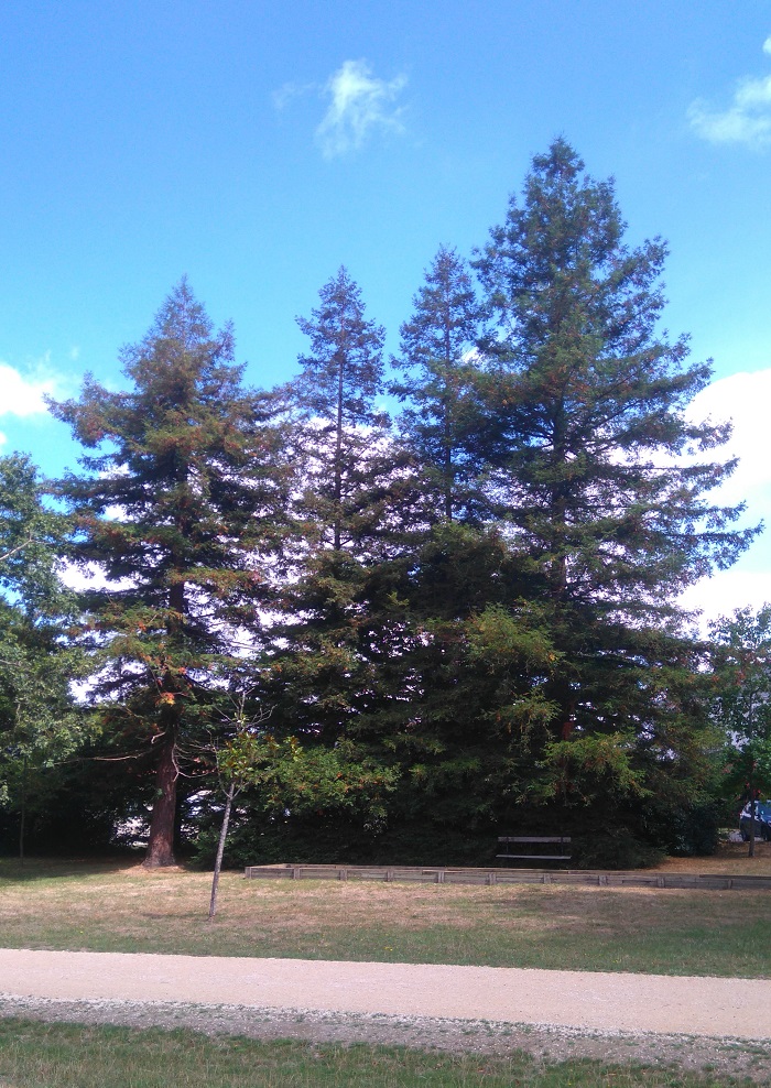 séquoias sempervirens