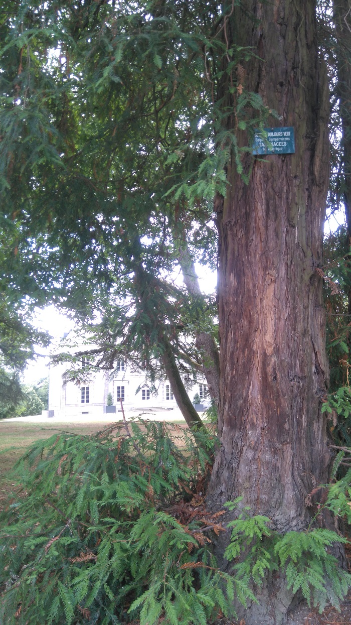 séquoias sempervirens