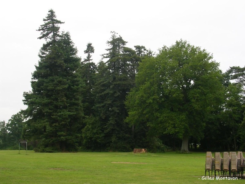Bosquet de sempervirens