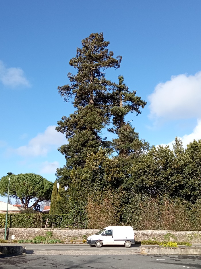 Séquoias sempervirens