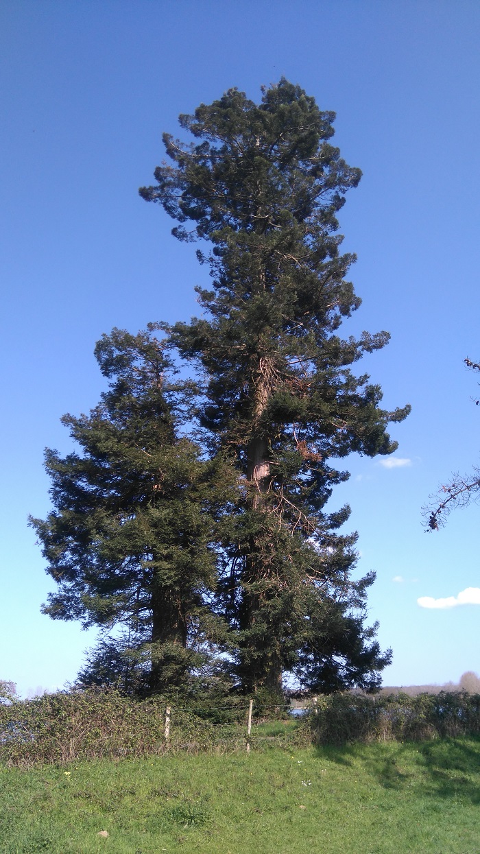 Séquoia sempervirens