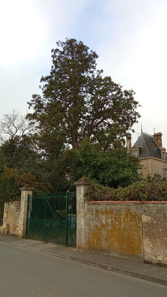 Séquoia géant 
