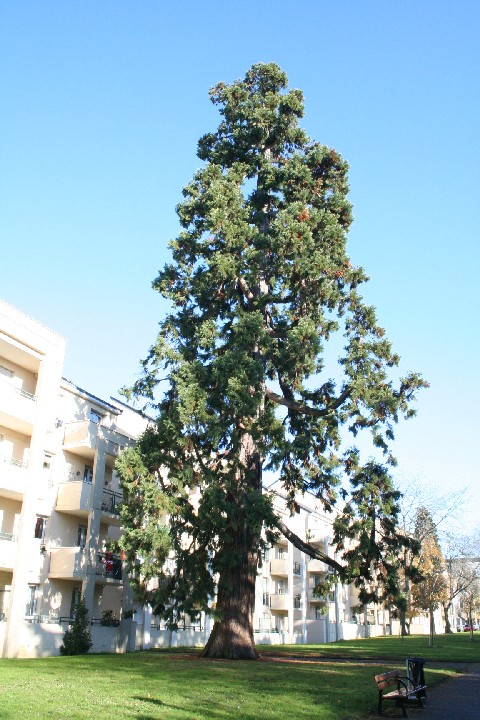 Séquoia géant à Nantes