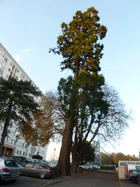 Séquoia géant à Nantes