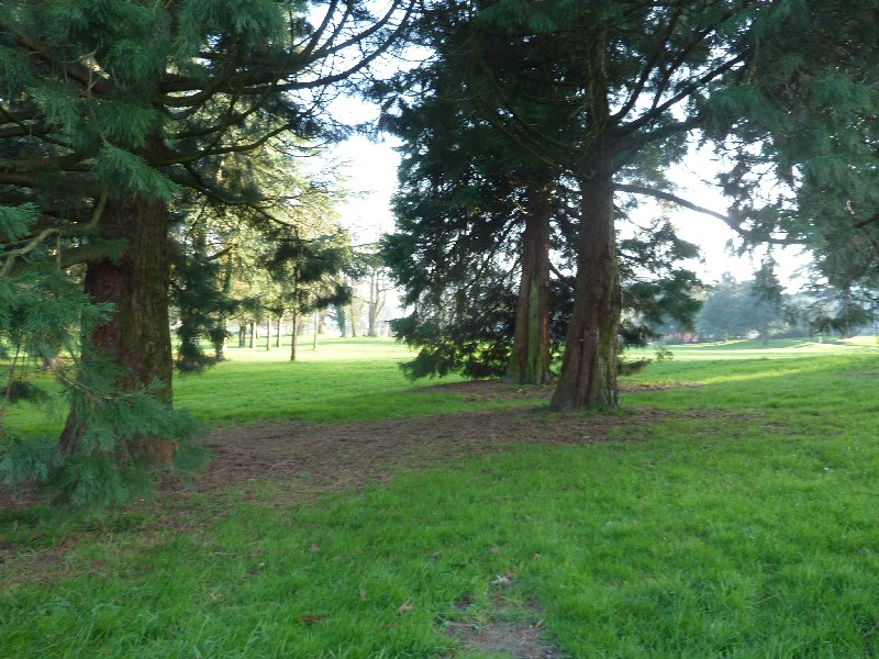 Séquoias parc des Dervallières