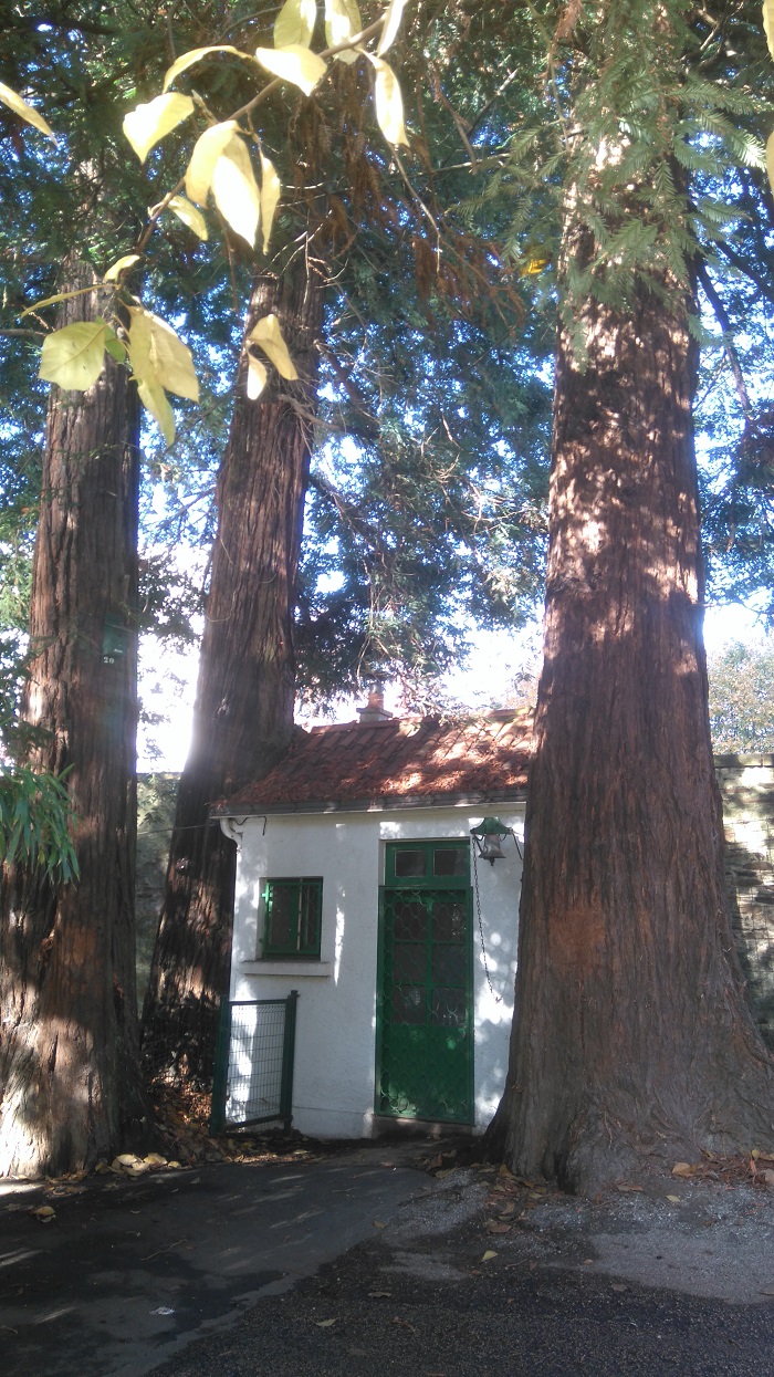 Séquoias sempervirens