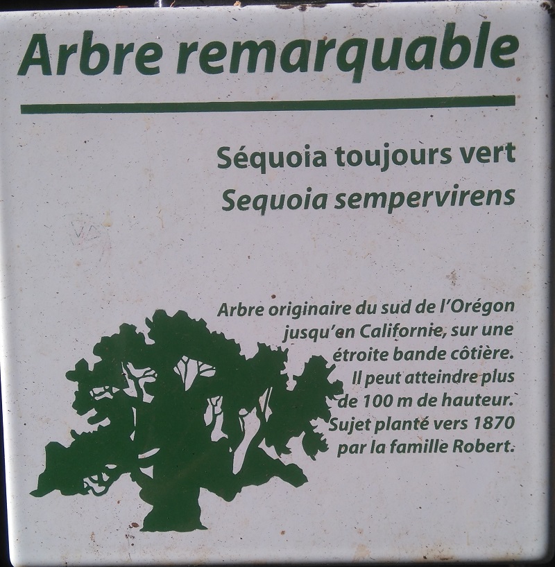 Séquoias sempervirens