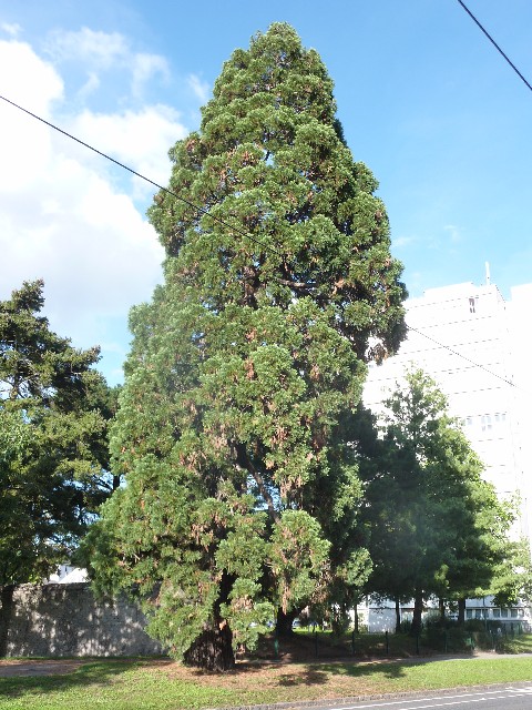 Séquoia géant à Nantes
