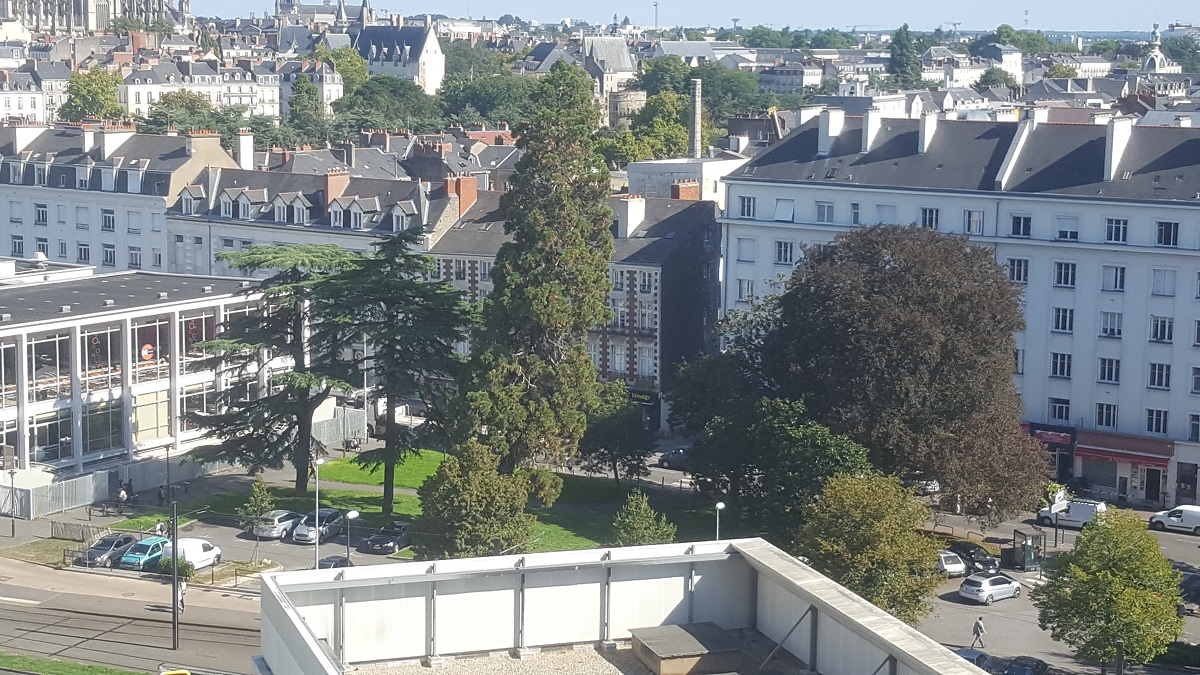 Séquoia géant chaussée de la Madeleine