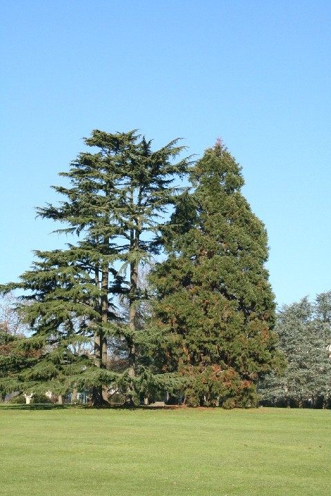 Séquoia géant au parc de Procé à Nantes