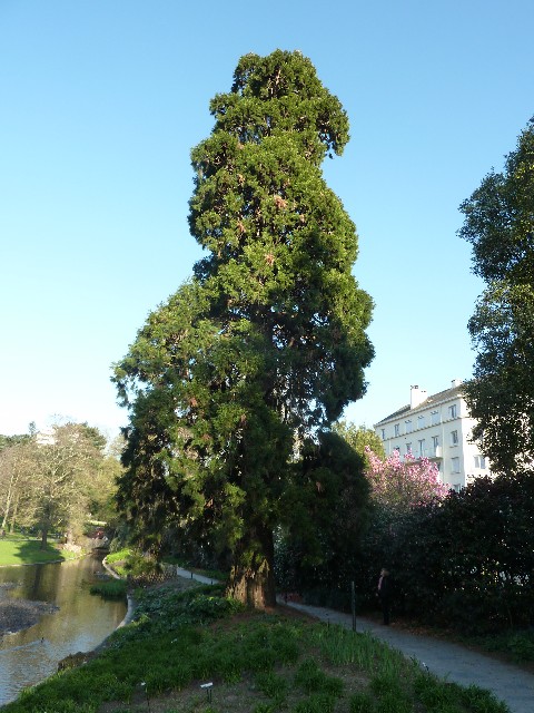 Séquoia géant au parc de Procé à Nantes
