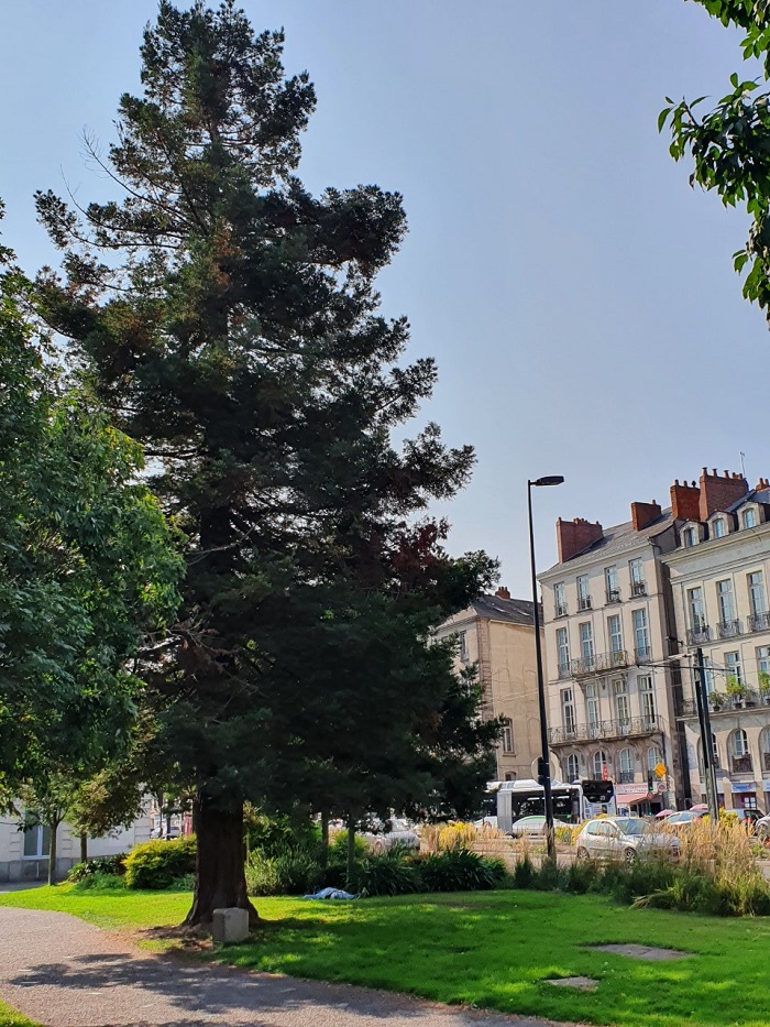 Séquoia 