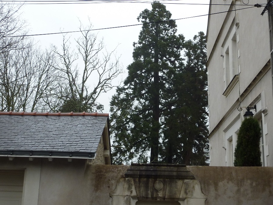 Séquoia géant à Nantes