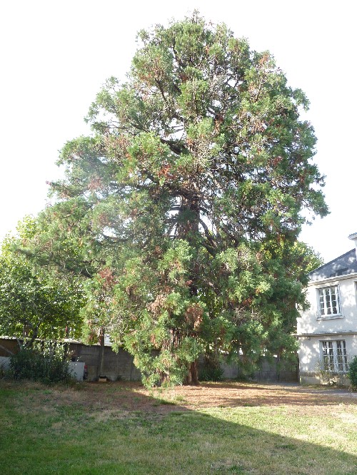Séquoia géant à Nantes