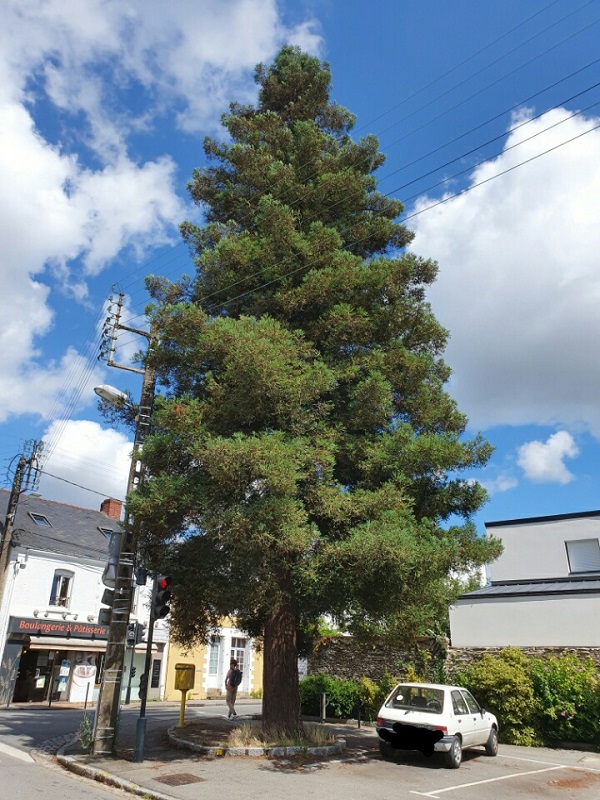Séquoia sempervirens