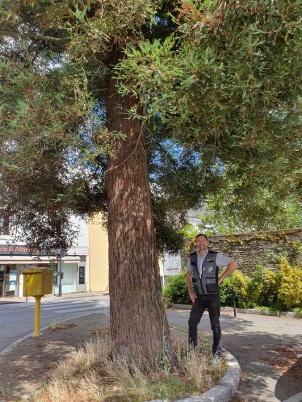 Séquoia sempervirens