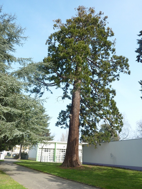 Séquoia géant à Nantes