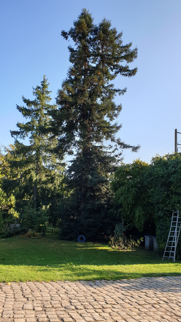 Séquoia sempervirens