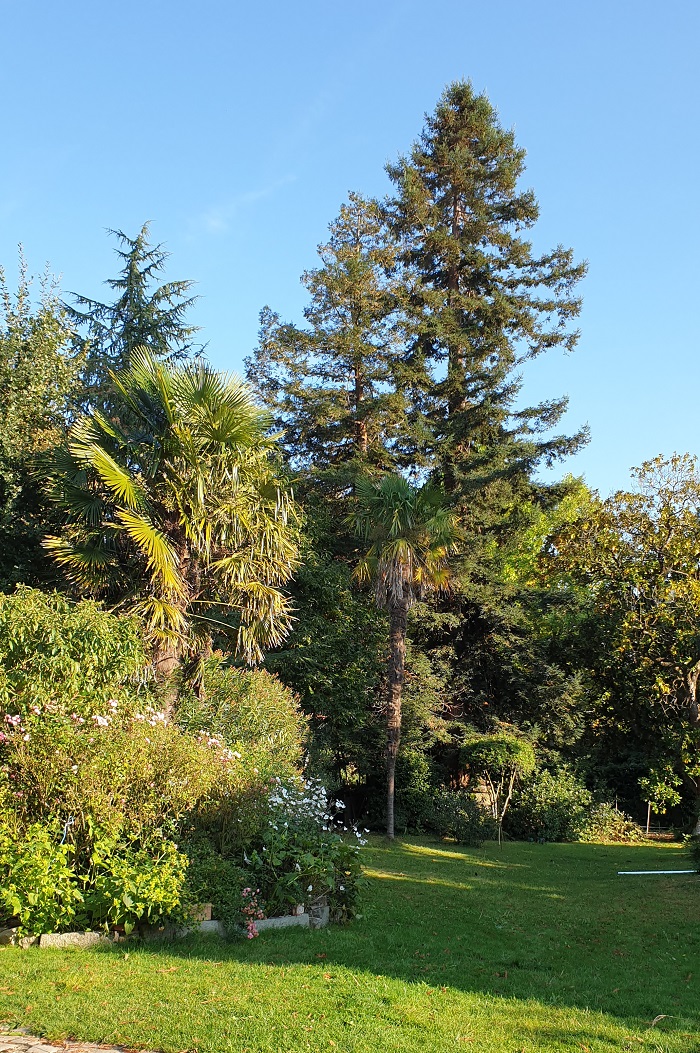 Séquoia sempervirens
