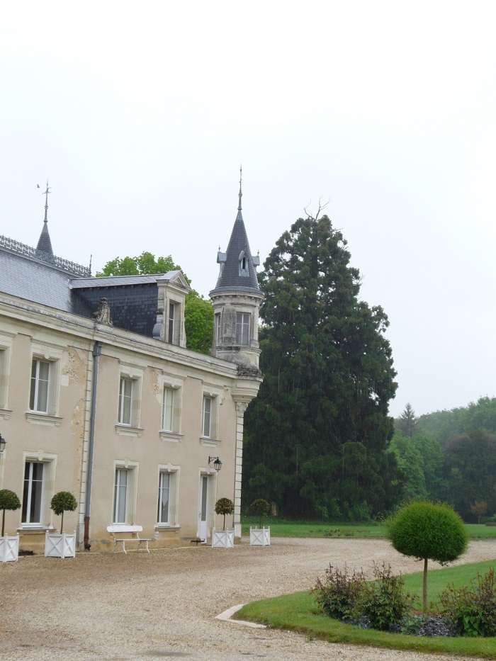 Séquoia géant
