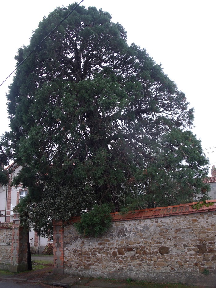 Séquoia géant 