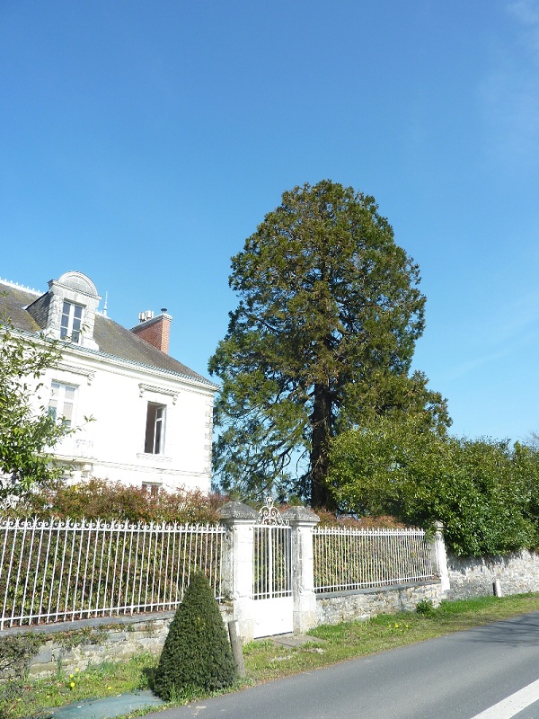 Séquoia géant à Puceul