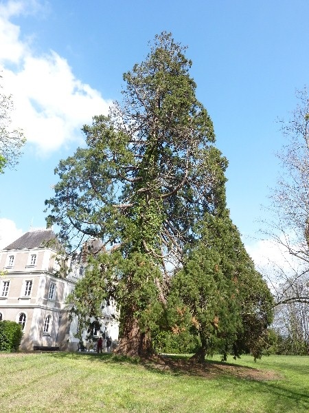 Séquoia géant
