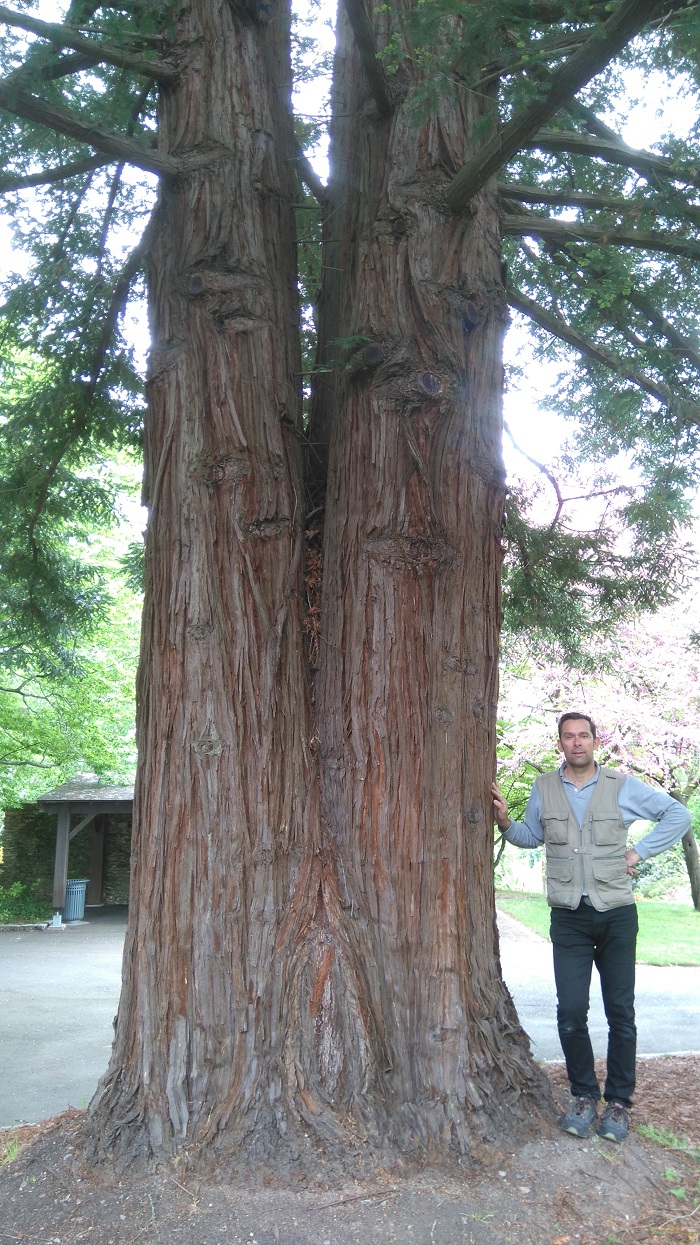 sempervirens