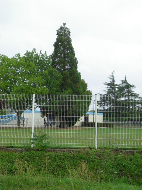 Séquoia géant à Rosiers sur Loire