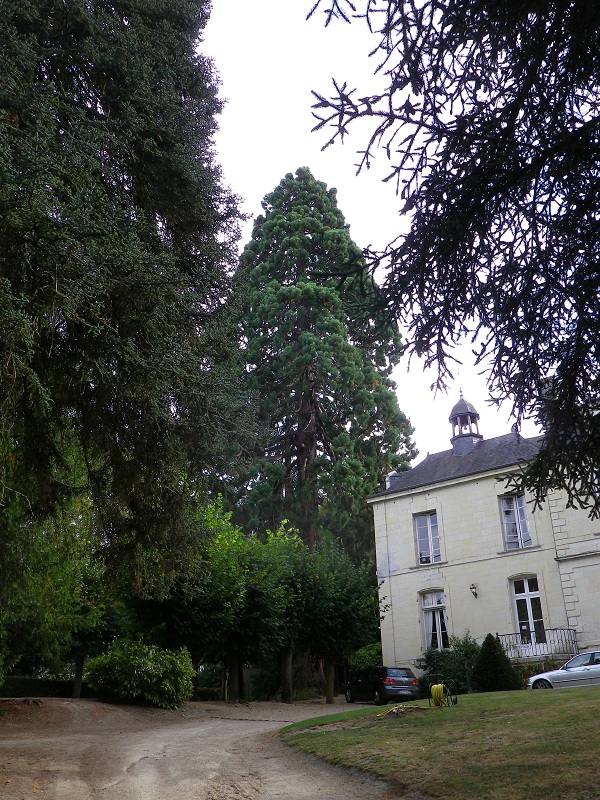 Séquoia géant à Saumur