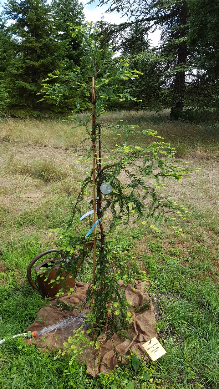 Séquoia sempervirens