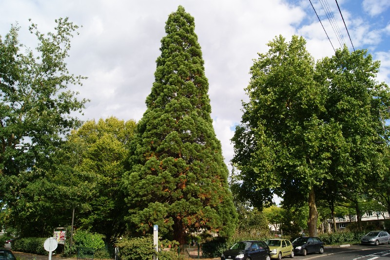 Séquoia géant au jardin public