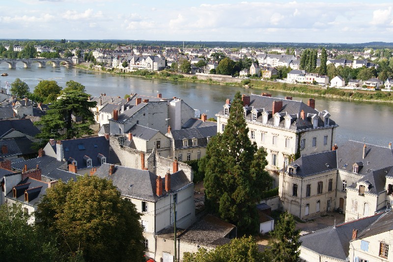 Séquoia géant à Saumur Quai Mayaud