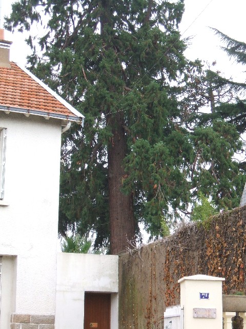 Séquoia géant  rue de la Gréneraie