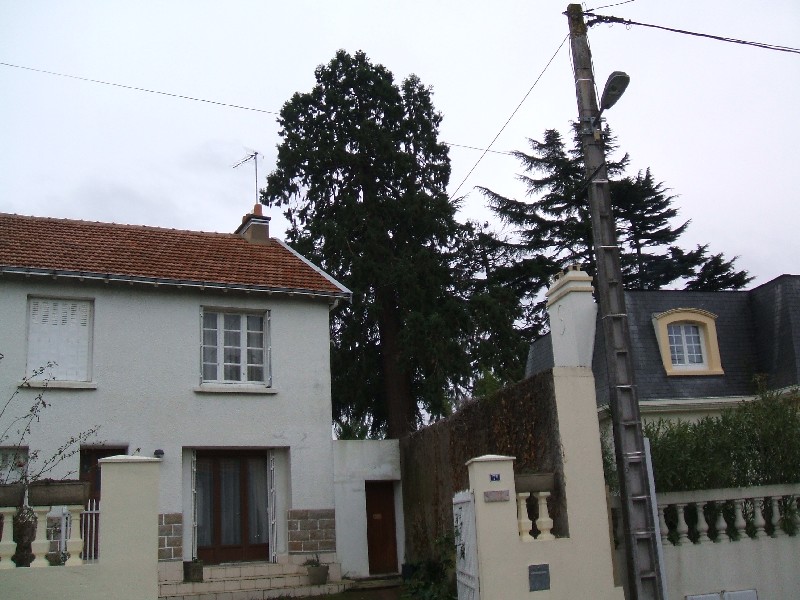 Séquoia géant à St Sébastien sur Loire