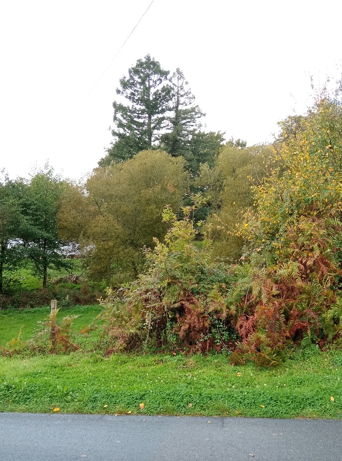 Séquoias sempervirens