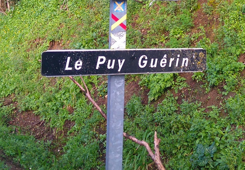Séquoia géant 