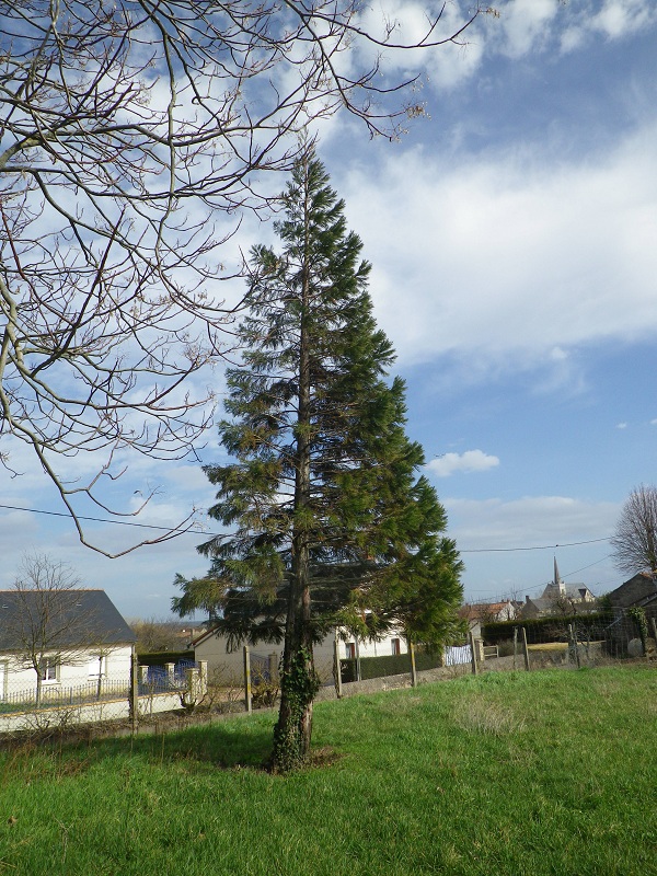 Séquoia géant à St Georges sur Layon