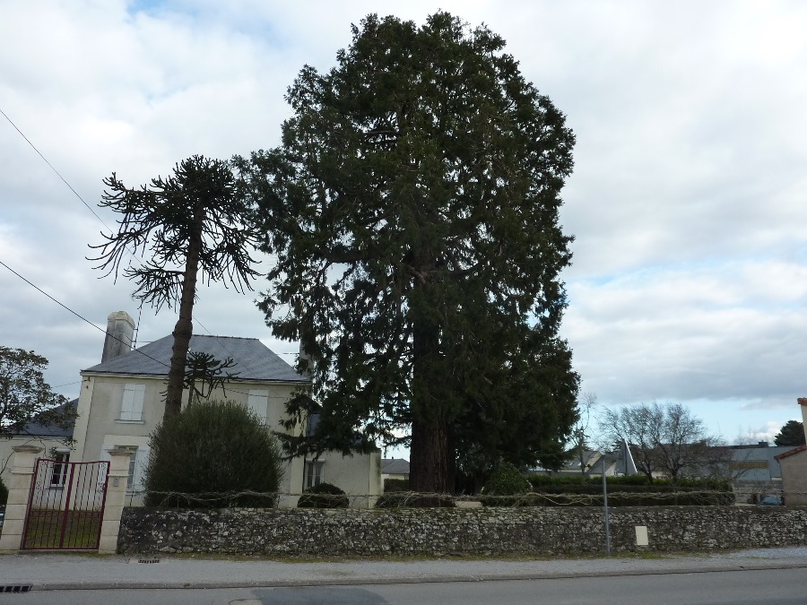 Séquoia géant à St géréon