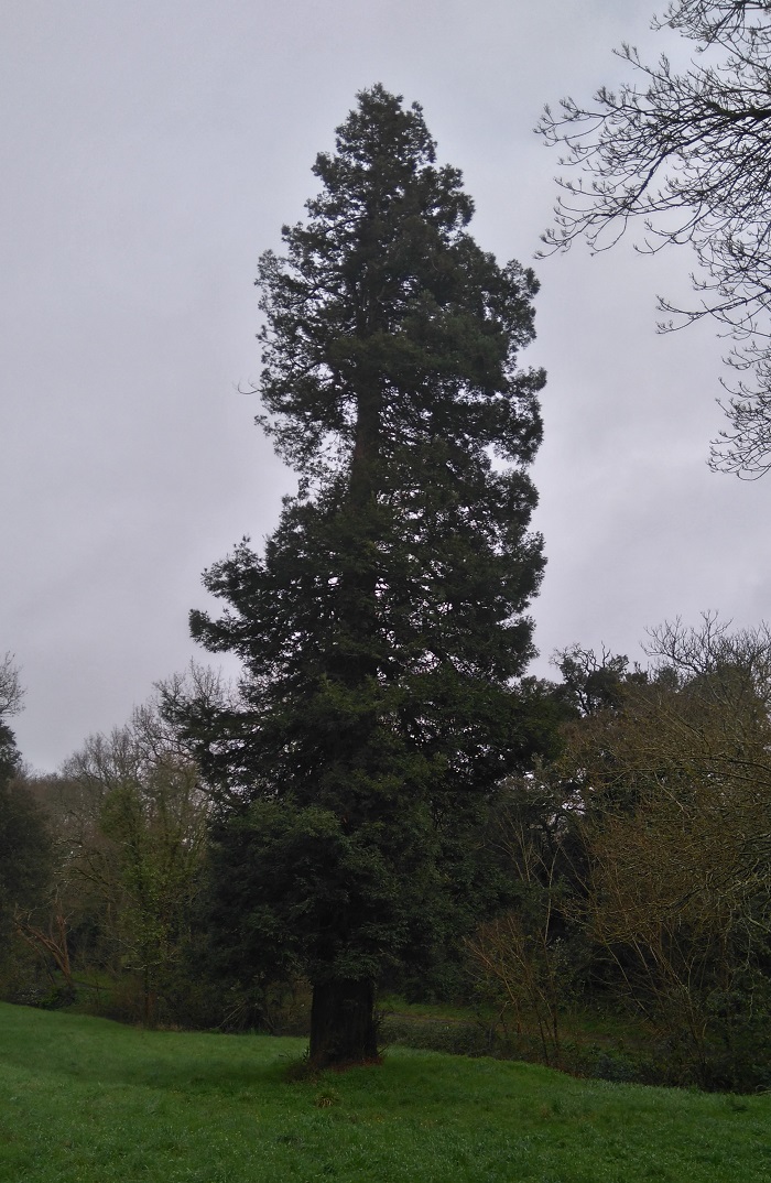 Séquoia sempervirens