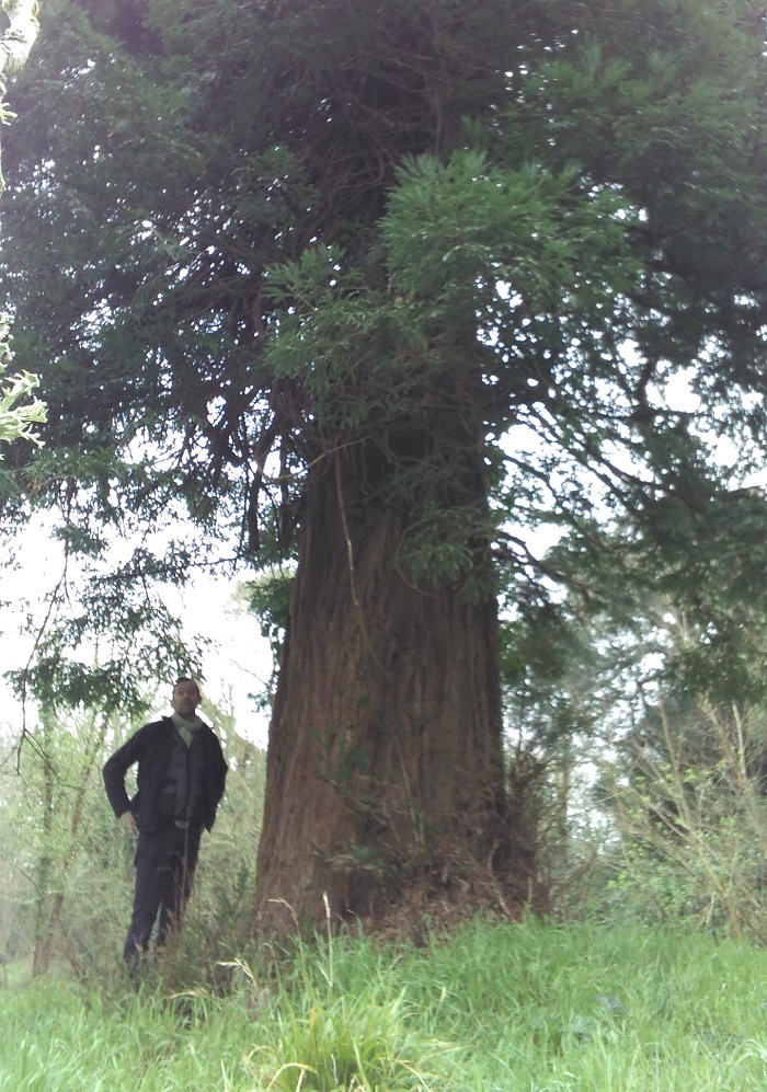 Séquoia sempervirens