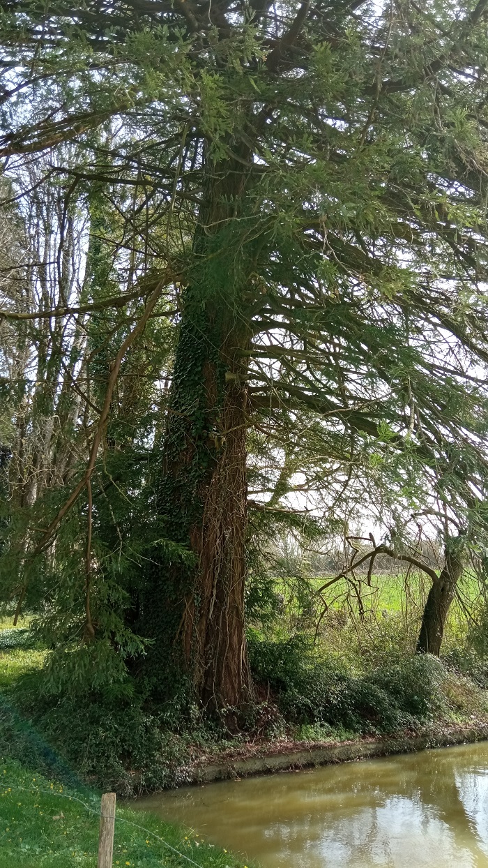 Séquoia sempervirens 