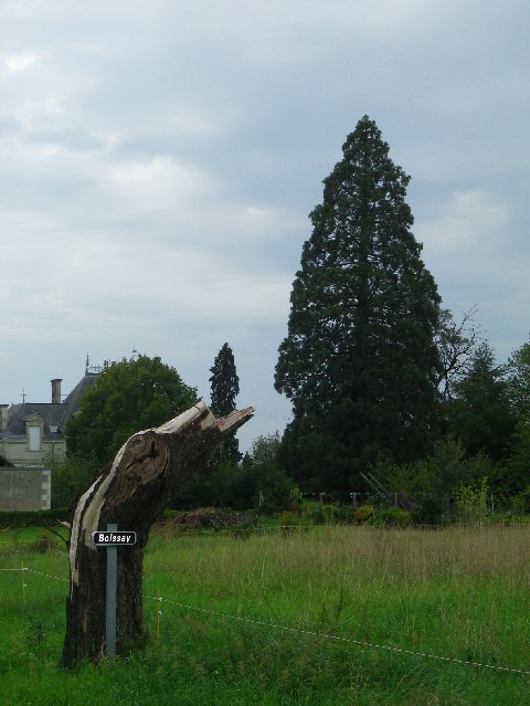 Séquoia géant à St rémy la Varenne
