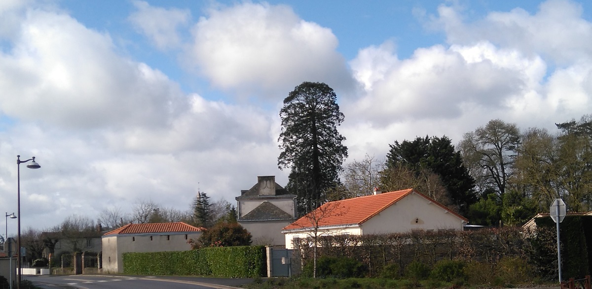 Séquoia géant 
