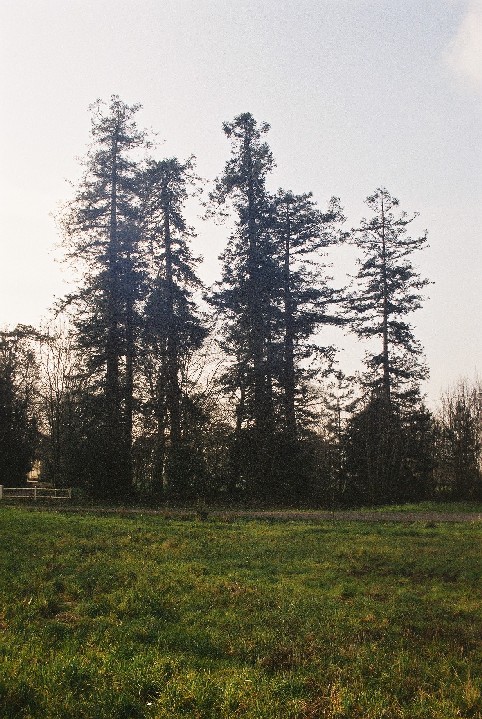 Séquoias sempervirens